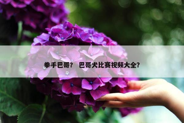 拳手巴哥？ 巴哥犬比赛视频大全？