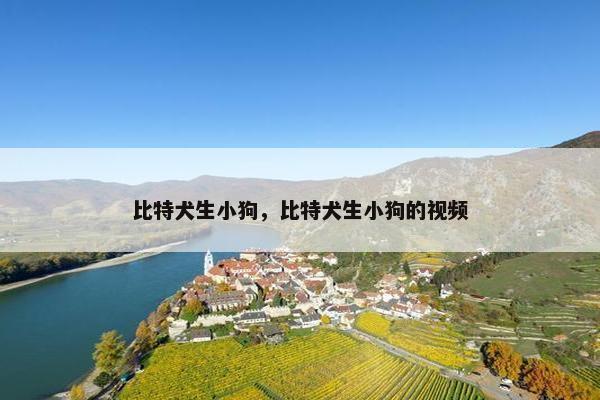 比特犬生小狗，比特犬生小狗的视频