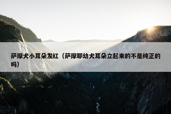 萨摩犬小耳朵发红（萨摩耶幼犬耳朵立起来的不是纯正的吗）