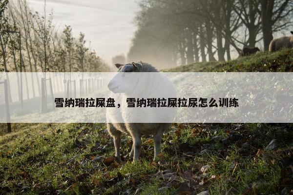 雪纳瑞拉屎盘，雪纳瑞拉屎拉尿怎么训练