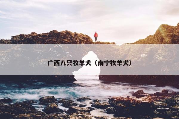 广西八只牧羊犬（南宁牧羊犬）