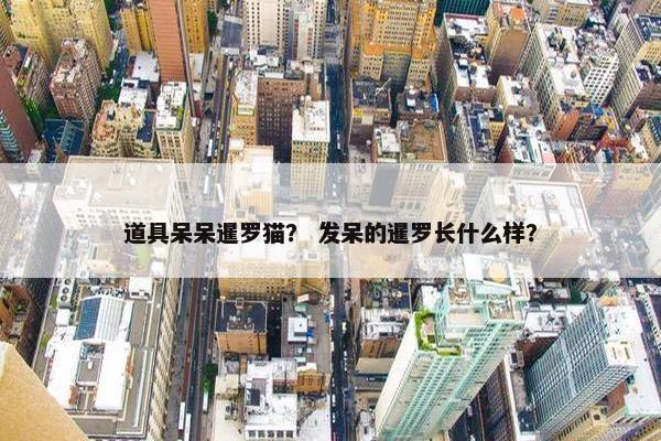 道具呆呆暹罗猫？ 发呆的暹罗长什么样？