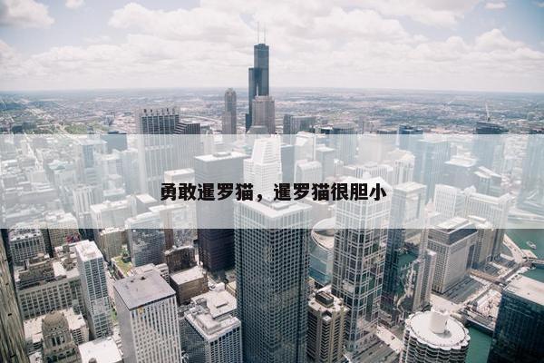 勇敢暹罗猫，暹罗猫很胆小
