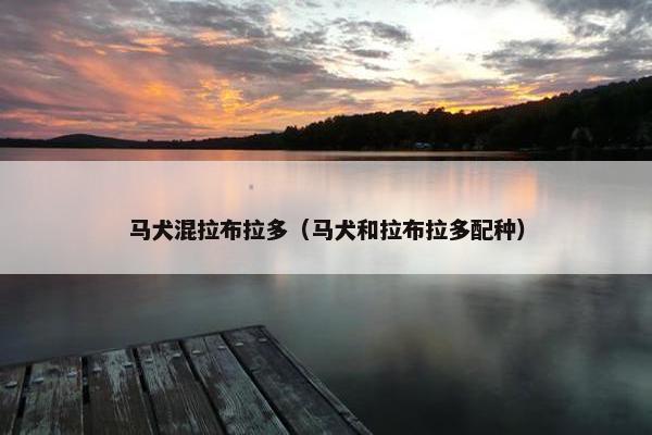 马犬混拉布拉多（马犬和拉布拉多配种）