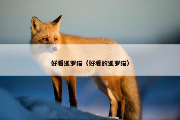 好看暹罗猫（好看的暹罗猫）