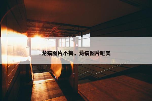 龙猫图片小梅，龙猫图片唯美