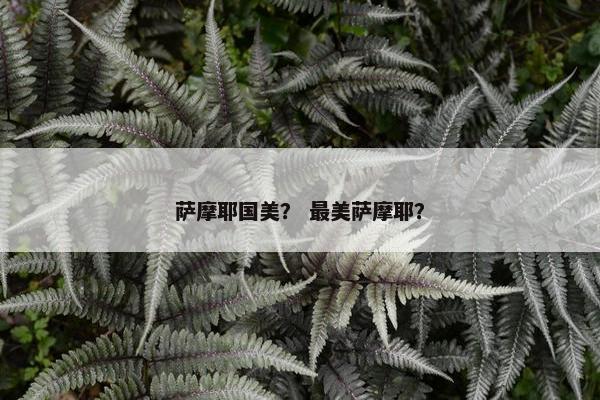 萨摩耶国美？ 最美萨摩耶？