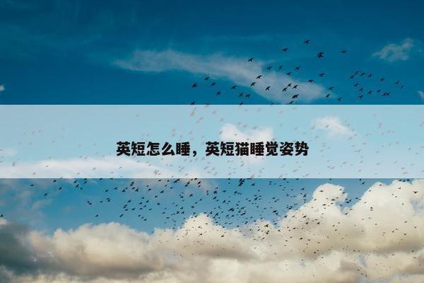 英短怎么睡，英短猫睡觉姿势
