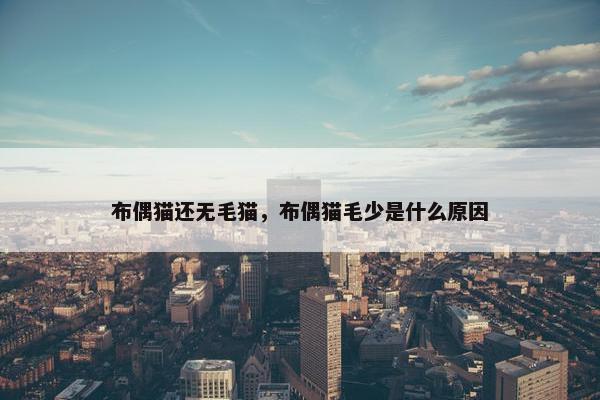 布偶猫还无毛猫，布偶猫毛少是什么原因