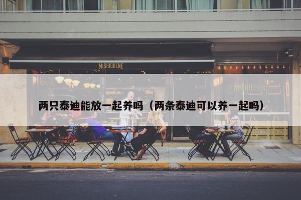 两只泰迪能放一起养吗（两条泰迪可以养一起吗）