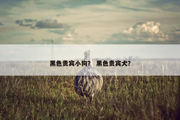 黑色贵宾小狗？ 黑色贵宾犬？