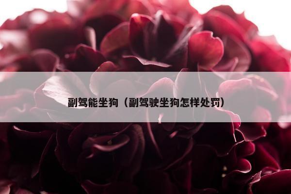 副驾能坐狗（副驾驶坐狗怎样处罚）