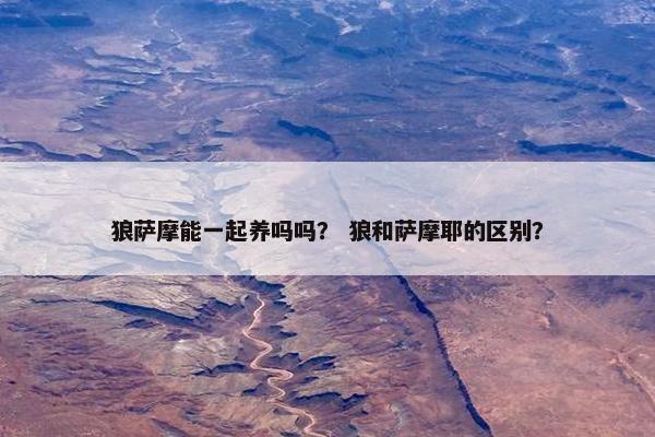 狼萨摩能一起养吗吗？ 狼和萨摩耶的区别？