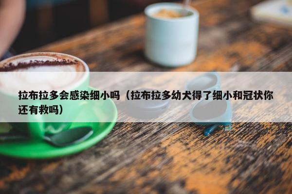 拉布拉多会感染细小吗（拉布拉多幼犬得了细小和冠状你还有救吗）