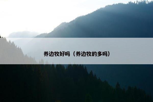 养边牧好吗（养边牧的多吗）