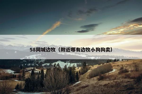 58同城边牧（附近哪有边牧小狗狗卖）