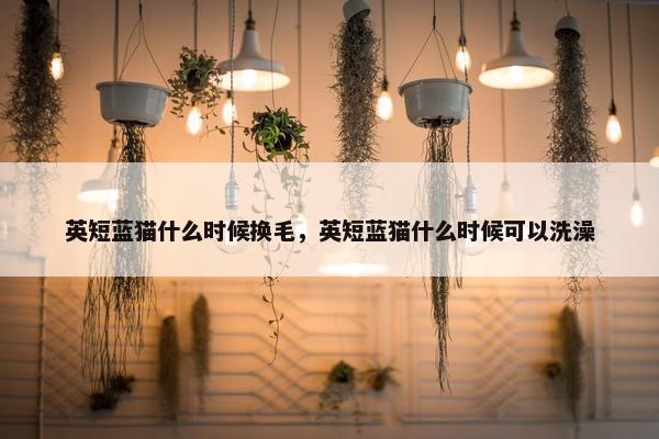 英短蓝猫什么时候换毛，英短蓝猫什么时候可以洗澡