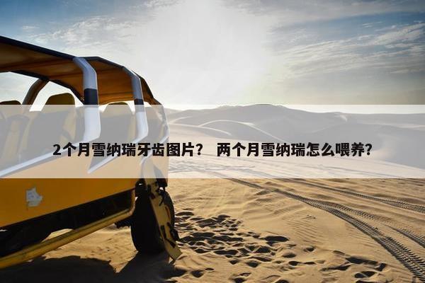 2个月雪纳瑞牙齿图片？ 两个月雪纳瑞怎么喂养？