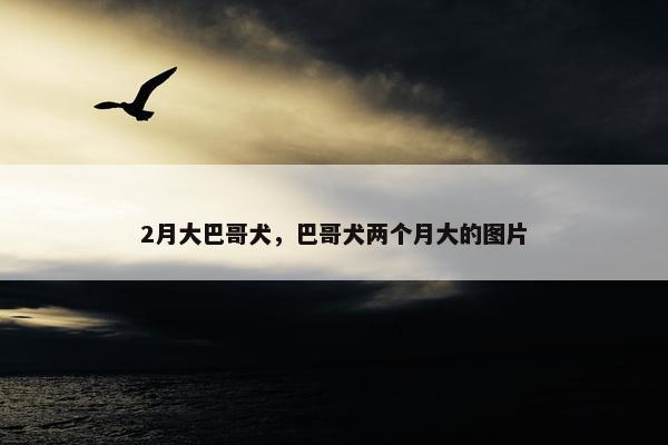 2月大巴哥犬，巴哥犬两个月大的图片