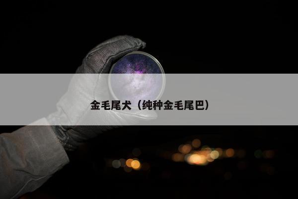 金毛尾犬（纯种金毛尾巴）