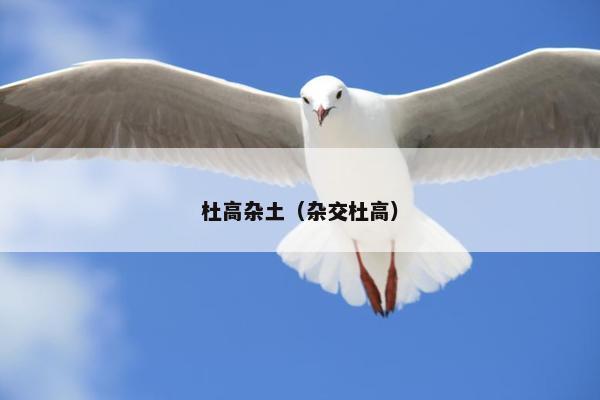 杜高杂土（杂交杜高）