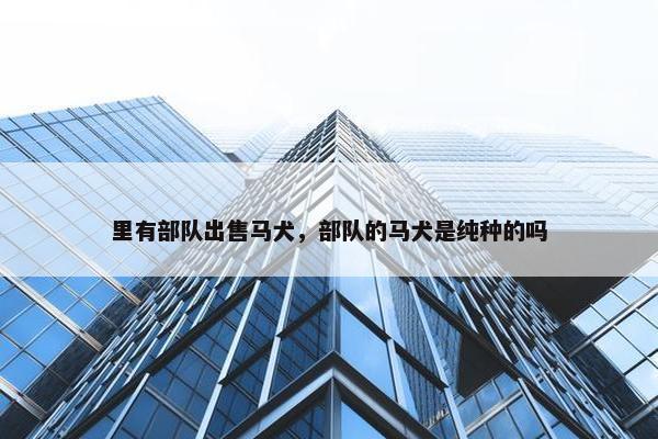 里有部队出售马犬，部队的马犬是纯种的吗