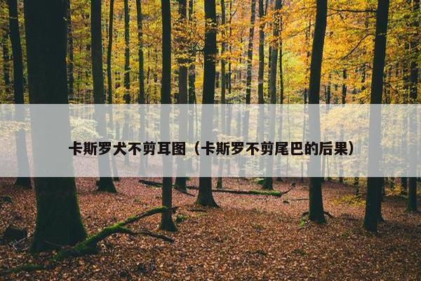 卡斯罗犬不剪耳图（卡斯罗不剪尾巴的后果）
