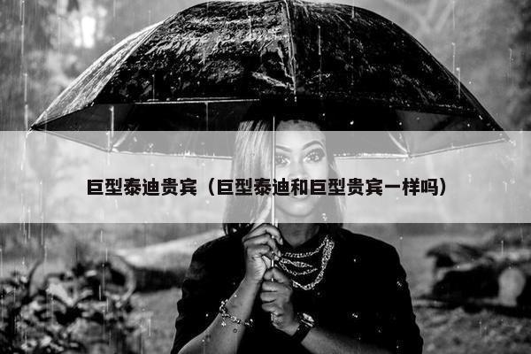 巨型泰迪贵宾（巨型泰迪和巨型贵宾一样吗）