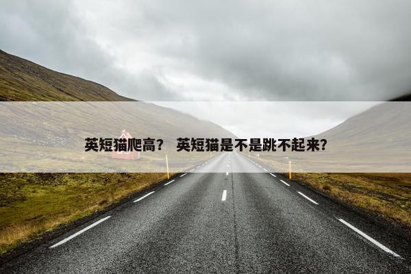 英短猫爬高？ 英短猫是不是跳不起来？