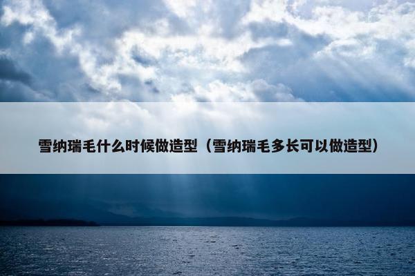 雪纳瑞毛什么时候做造型（雪纳瑞毛多长可以做造型）