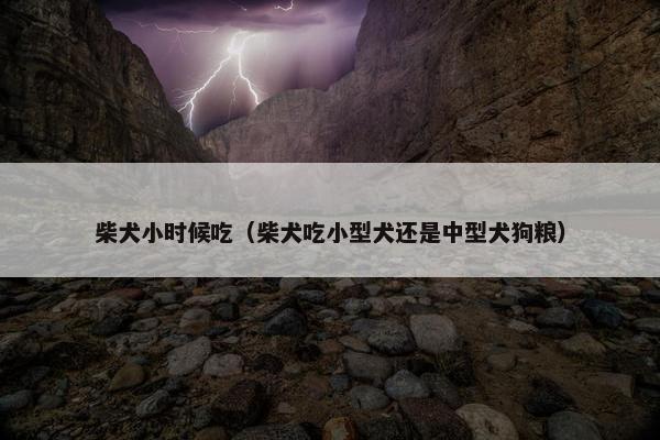 柴犬小时候吃（柴犬吃小型犬还是中型犬狗粮）