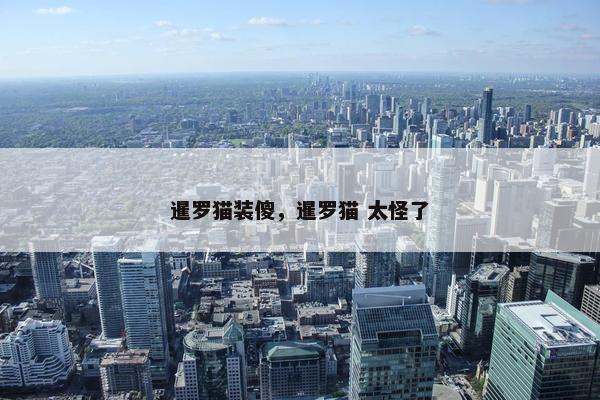 暹罗猫装傻，暹罗猫 太怪了