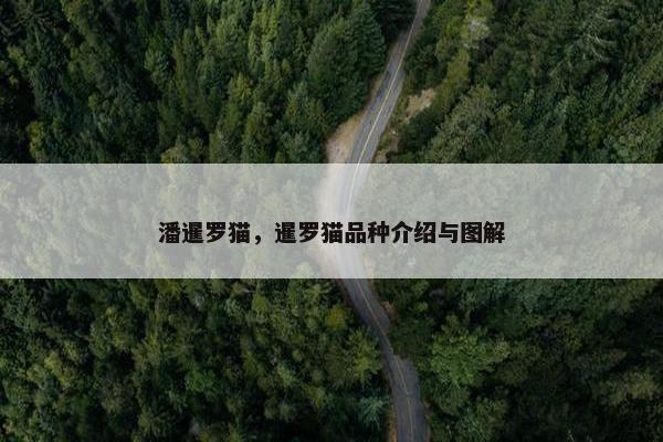 潘暹罗猫，暹罗猫品种介绍与图解