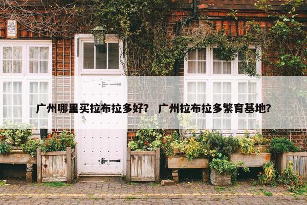 广州哪里买拉布拉多好？ 广州拉布拉多繁育基地？