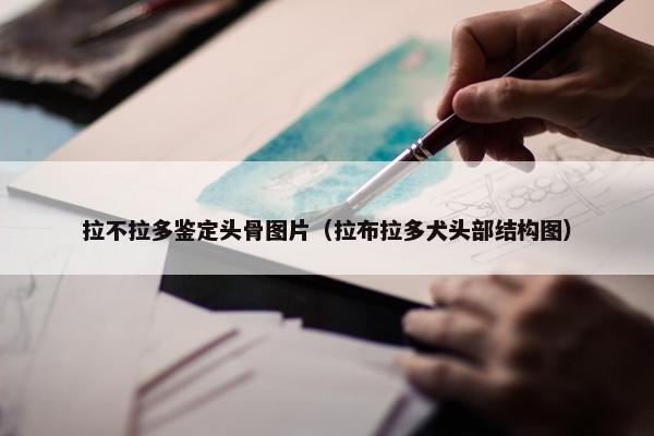 拉不拉多鉴定头骨图片（拉布拉多犬头部结构图）