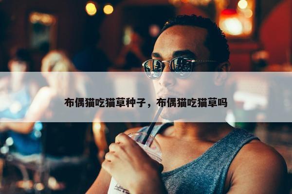 布偶猫吃猫草种子，布偶猫吃猫草吗