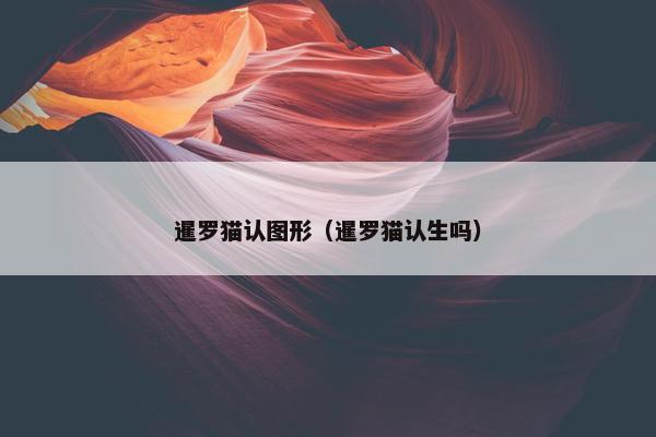 暹罗猫认图形（暹罗猫认生吗）