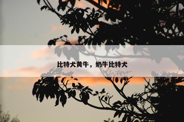比特犬黄牛，奶牛比特犬