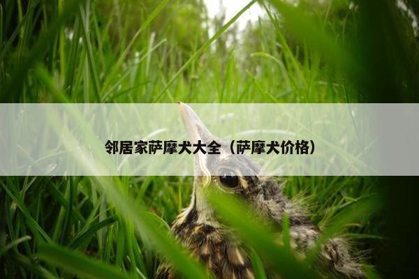 邻居家萨摩犬大全（萨摩犬价格）