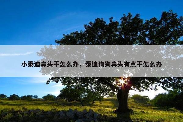 小泰迪鼻头干怎么办，泰迪狗狗鼻头有点干怎么办