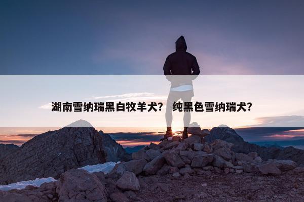 湖南雪纳瑞黑白牧羊犬？ 纯黑色雪纳瑞犬？