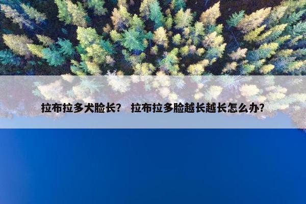 拉布拉多犬脸长？ 拉布拉多脸越长越长怎么办？