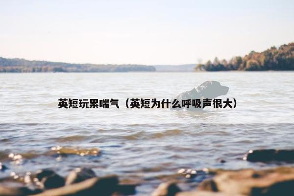 英短玩累喘气（英短为什么呼吸声很大）