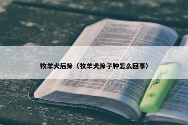 牧羊犬后蹄（牧羊犬蹄子肿怎么回事）