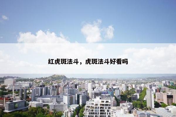 红虎斑法斗，虎斑法斗好看吗