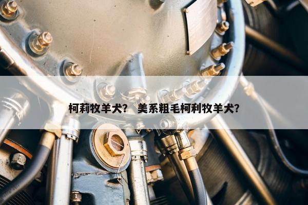柯莉牧羊犬？ 美系粗毛柯利牧羊犬？