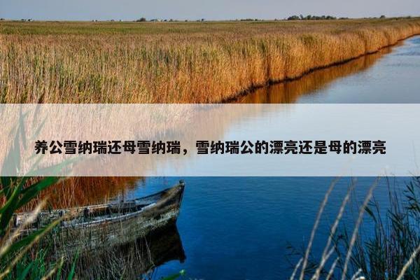 养公雪纳瑞还母雪纳瑞，雪纳瑞公的漂亮还是母的漂亮