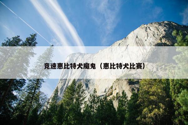竞速惠比特犬魔鬼（惠比特犬比赛）