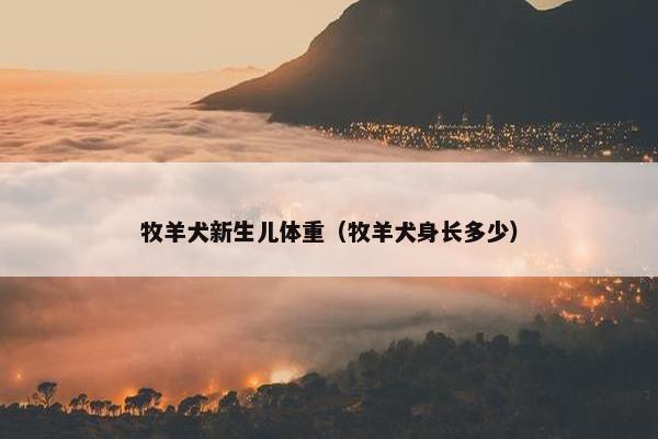 牧羊犬新生儿体重（牧羊犬身长多少）