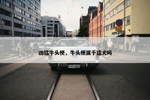 凶猛牛头梗，牛头梗属于猛犬吗